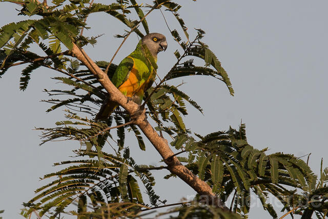 W22385 Senegalpapagei, Senegal Parrot - Peter Wächtershäuser