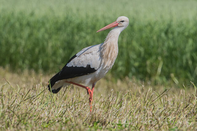 W22871 Weißstorch, White Stork