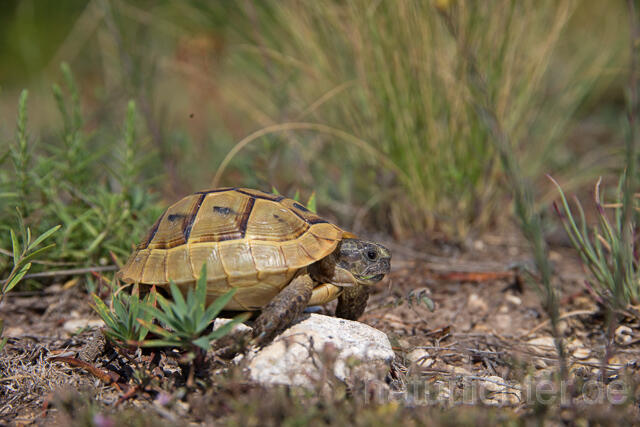 R16028 Maurische Landschildkröte, Jungtier, Greek tortoise juvenile - Christoph Robiller