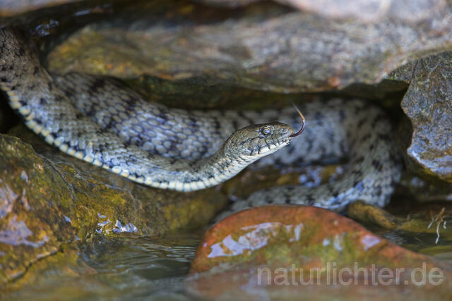R16069 Würfelnatter, Rumänien, Dice snake, Romania - Christoph Robiller