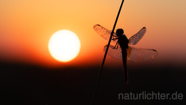 R16337 Feuerlibelle. Sonnenaufgang, Scarlet Dragonfly, sunrise - Christoph Robiller