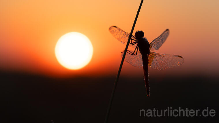 R16338 Feuerlibelle. Sonnenaufgang, Scarlet Dragonfly, sunrise - Christoph Robiller