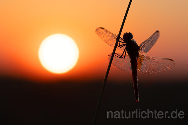 R16339 Feuerlibelle. Sonnenaufgang, Scarlet Dragonfly, sunrise - Christoph Robiller