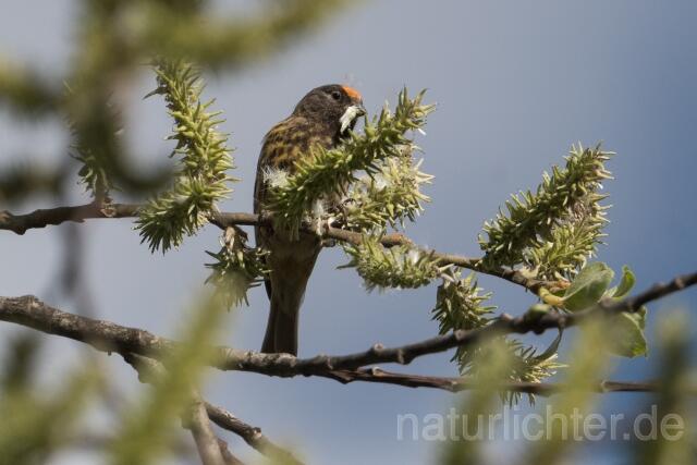 W23195 Rotstirngirlitz, Red-fronted Serin
