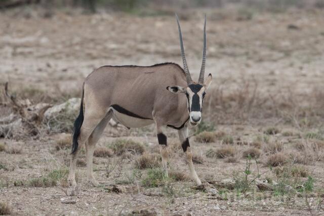 W23358 Ostafrikanischer Spießbock,East African oryx - Peter Wächtershäuser