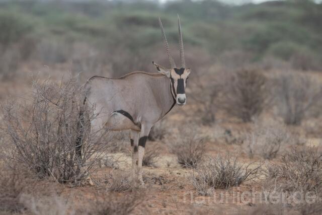W23359 Ostafrikanischer Spießbock,East African oryx - Peter Wächtershäuser