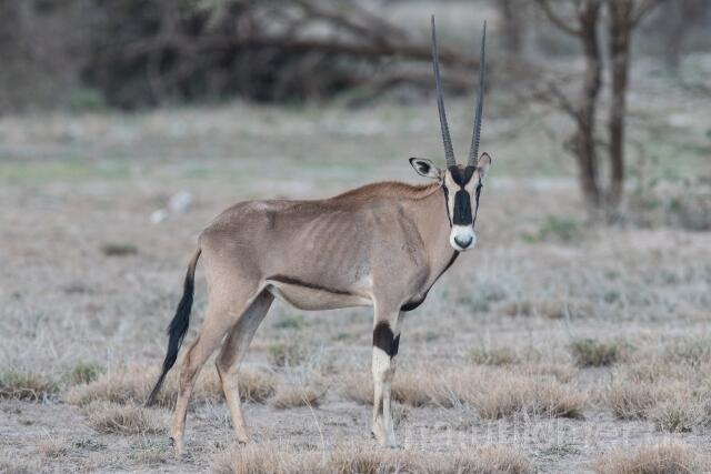 W23360 Ostafrikanischer Spießbock,East African oryx - Peter Wächtershäuser