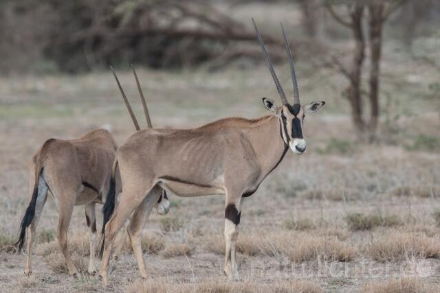 W23361 Ostafrikanischer Spießbock,East African oryx - Peter Wächtershäuser