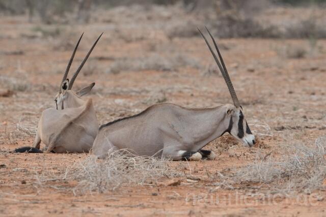 W23362 Ostafrikanischer Spießbock,East African oryx
