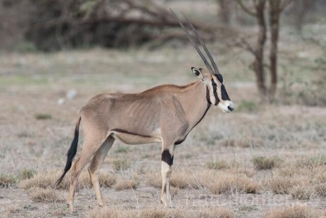 W23363 Ostafrikanischer Spießbock,East African oryx - Peter Wächtershäuser