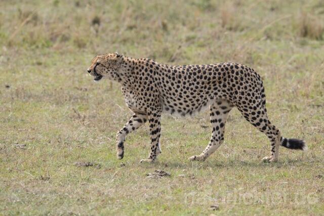 W23379 Gepard,Cheetah