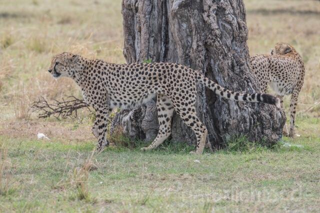 W23381 Gepard,Cheetah