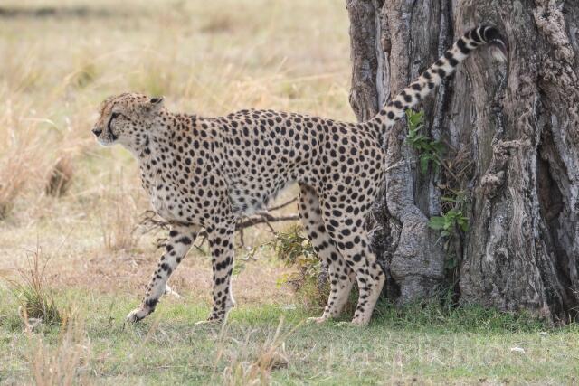 W23382 Gepard,Cheetah