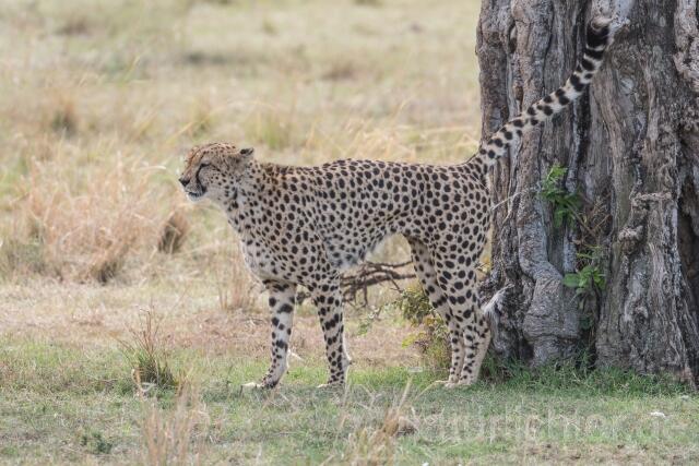 W23383 Gepard,Cheetah