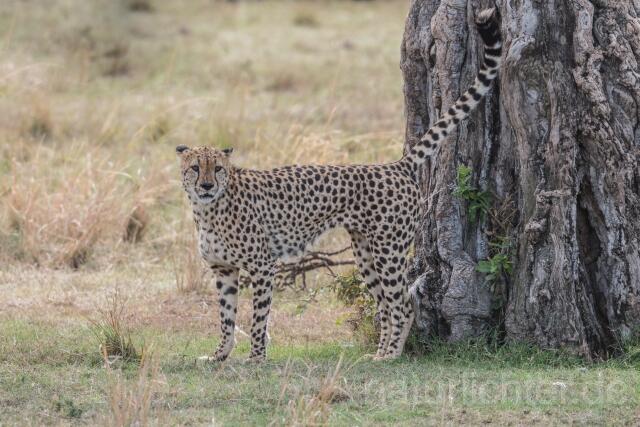 W23384 Gepard,Cheetah