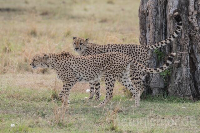 W23385 Gepard,Cheetah