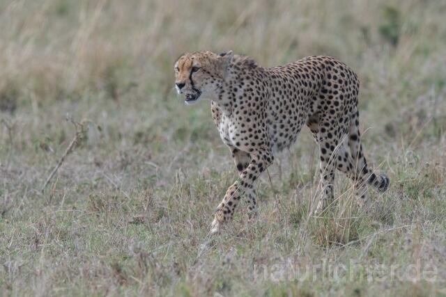 W23387 Gepard,Cheetah