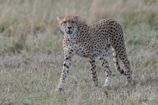 W23388 Gepard,Cheetah