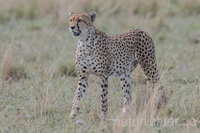 W23390 Gepard,Cheetah
