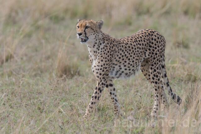W23391 Gepard,Cheetah