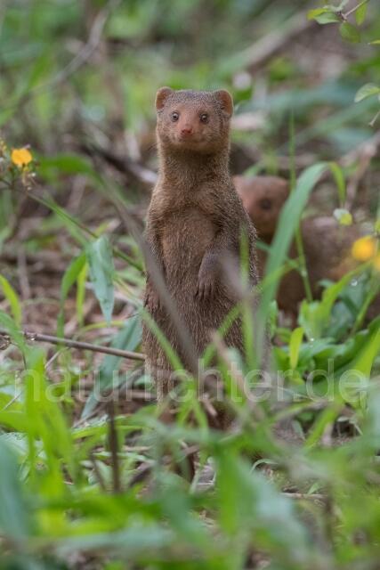 W23392 Südliche Zwergmanguste,Common dwarf mongoose
