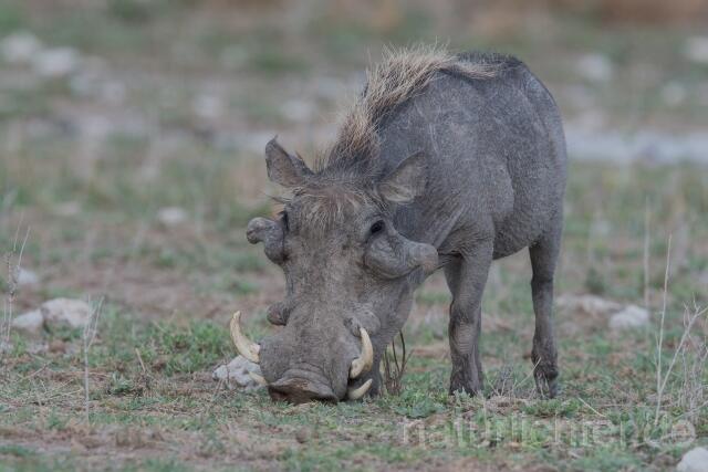W23397 Wüstenwarzenschwein,Desert warthog - Peter Wächtershäuser