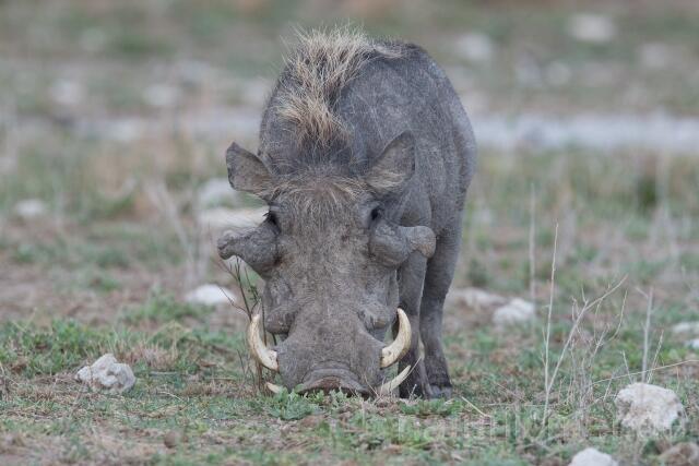 W23398 Wüstenwarzenschwein,Desert warthog