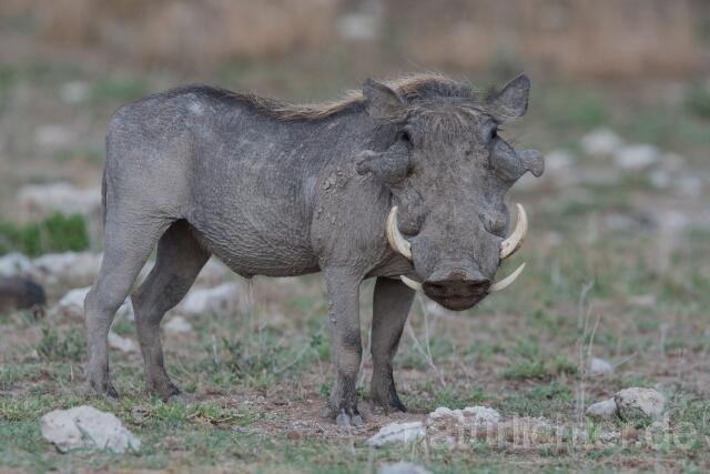W23399 Wüstenwarzenschwein,Desert warthog