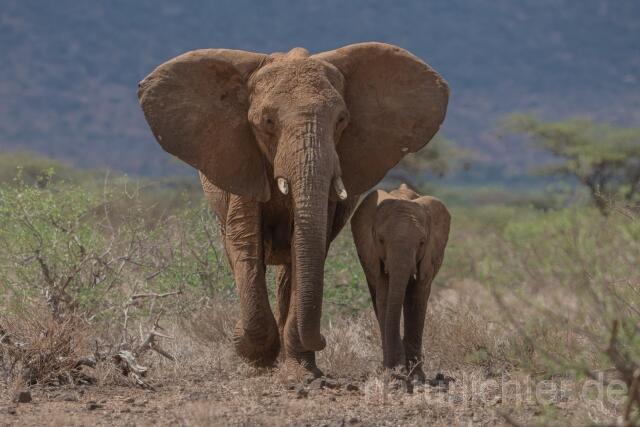W23407 Afrikanischer Elefant,African savanna elephant