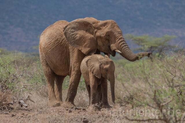 W23408 Afrikanischer Elefant,African savanna elephant - Peter Wächtershäuser