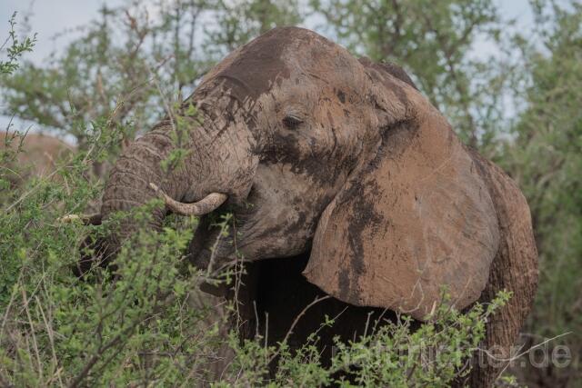 W23409 Afrikanischer Elefant,African savanna elephant - Peter Wächtershäuser