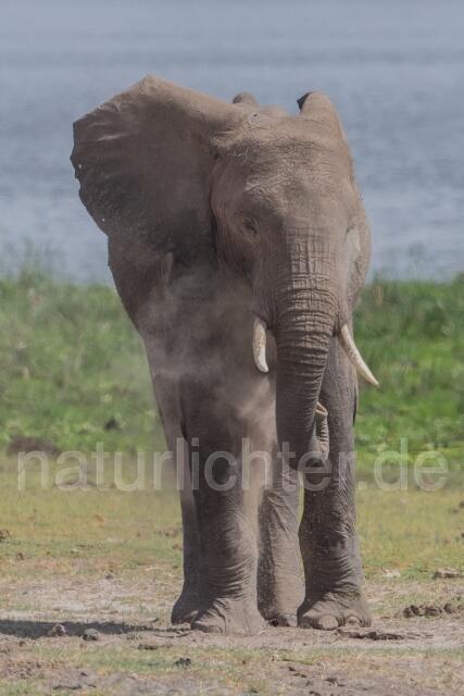 W23410 Afrikanischer Elefant,African savanna elephant - Peter Wächtershäuser