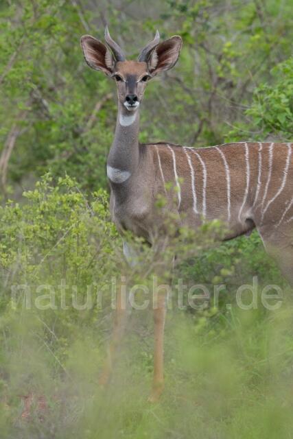 W23429 Großer Kudu,Greater kudu - Peter Wächtershäuser