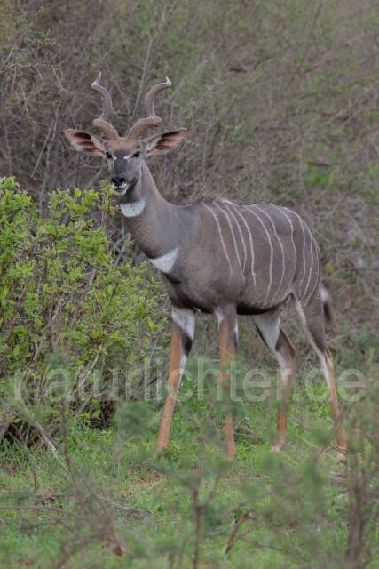 W23430 Großer Kudu,Greater kudu