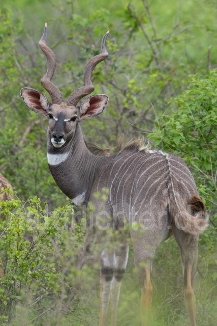 W23431 Großer Kudu,Greater kudu - Peter Wächtershäuser