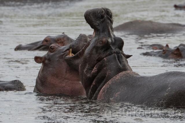 W23443 Flusspferd,Hippo