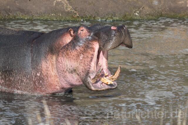 W23445 Flusspferd,Hippo - Peter Wächtershäuser