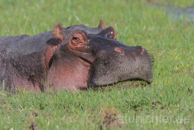 W23447 Flusspferd,Hippo