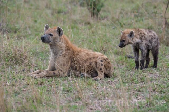 W23518 Tüpfelhyäne,Spotted hyena