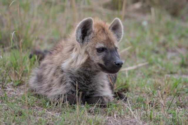 W23520 Tüpfelhyäne,Spotted hyena - Peter Wächtershäuser
