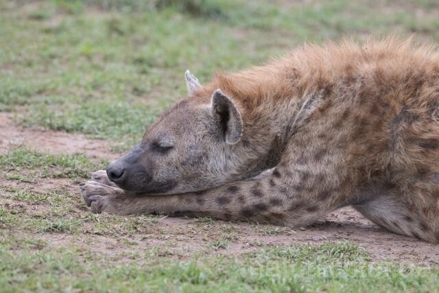 W23522 Tüpfelhyäne,Spotted hyena