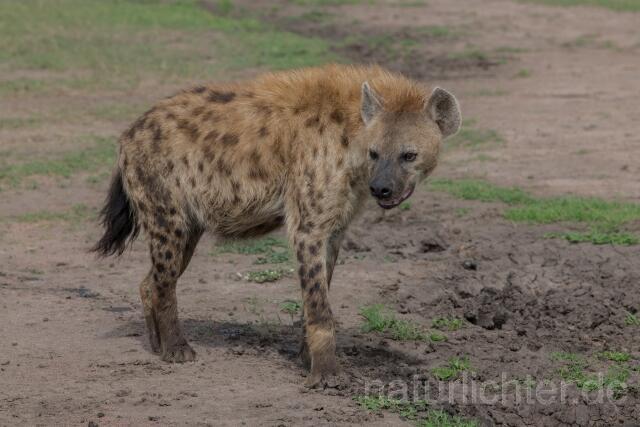 W23524 Tüpfelhyäne,Spotted hyena