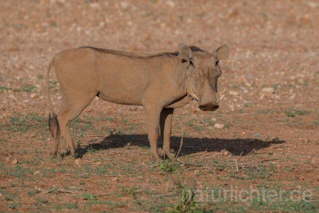 W23526 Warzenschwein,Common warthog
