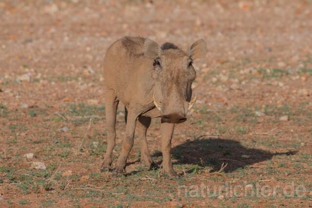 W23527 Warzenschwein,Common warthog