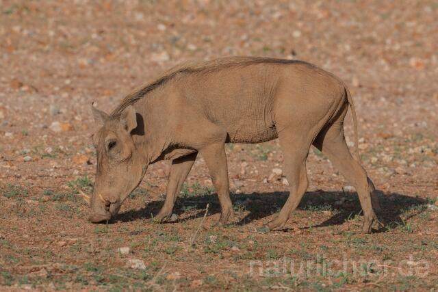 W23529 Warzenschwein,Common warthog - Peter Wächtershäuser