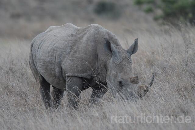W23539 Breitmaulnashorn,White rhino