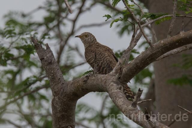 W23575 Afrikakuckuck,African Cuckoo