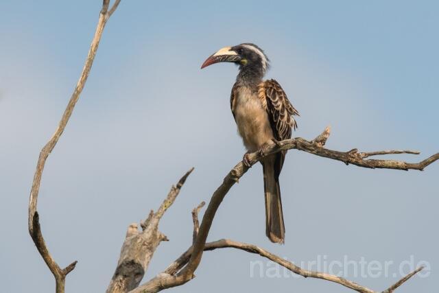 W23603 Grautoko,African Gray Hornbill - Peter Wächtershäuser