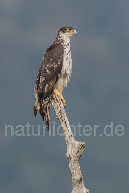 W23612 Afrikanischer Habichtsadler,African Hawk-Eagle - Peter Wächtershäuser