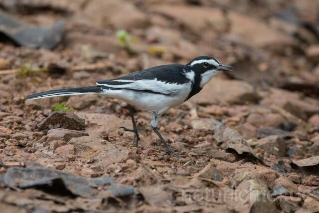 W23627 Witwenstelze,African Pied Wagtail